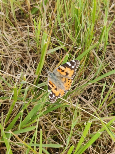 Painted Lady