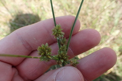 Cyperus acuminatus