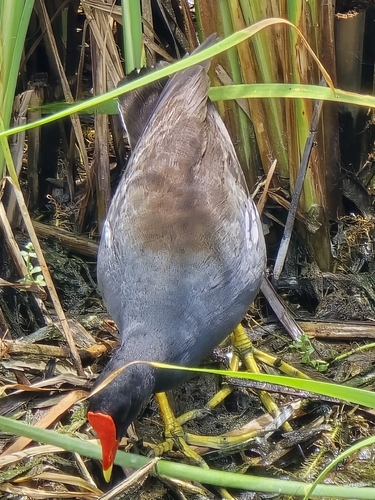 Common Gallinule observed by eagledance