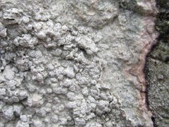 Pertusaria plittiana