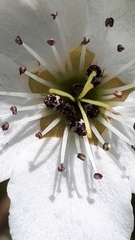 Anthrenus pimpinellae