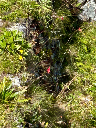 Masdevallia veitchiana, photograph 3