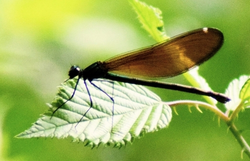Beautiful Demoiselle