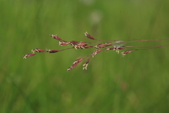 Poa subfastigiata