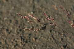 Poa subfastigiata
