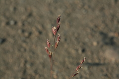 Poa subfastigiata