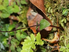 Neottia japonica