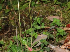Neottia japonica
