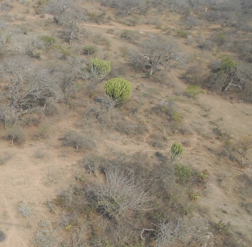 Euphorbia ingens