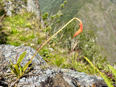 (c) Marina, some rights reserved (CC BY) Masdevallia veitchiana, photograph (c) Marina, some rights reserved (CC BY)