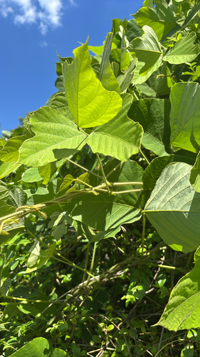 Kudzu