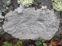 Pertusaria plittiana