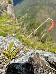 Masdevallia veitchiana