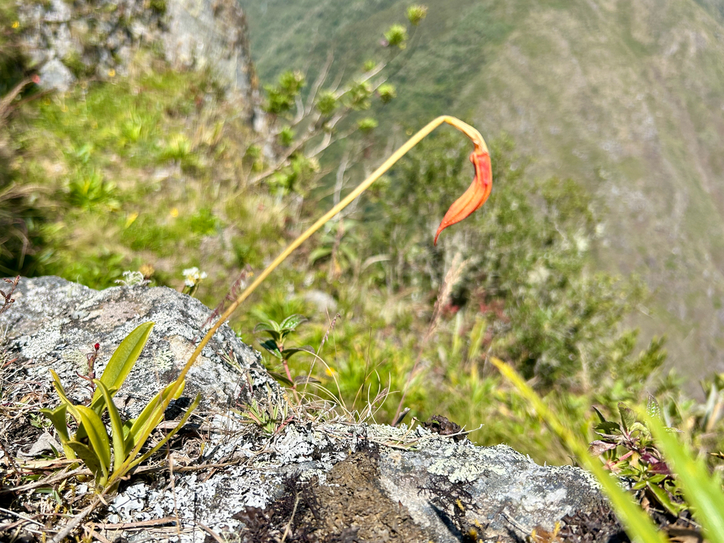 Masdevallia veitchiana; photograph (c) Marina, some rights reserved (CC BY)