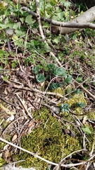 Hylotelephium telephium