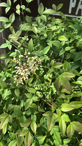 Heavenly bamboo