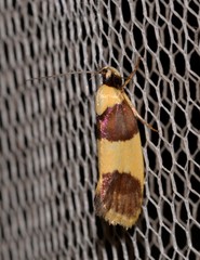 Telecrates laetiorella