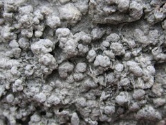 Pertusaria plittiana