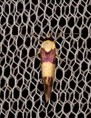 Telecrates laetiorella