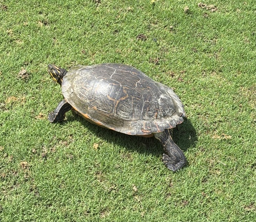 River Cooter