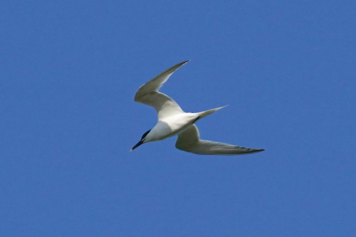 iNaturalist: (c) Tobias Gratzer, some rights reserved (CC BY-NC), uploaded by Tobias Gratzer iNaturalist image