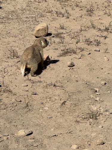 White-tailed Prairie Dog observed by daisybird