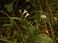 Ruellia terminalis