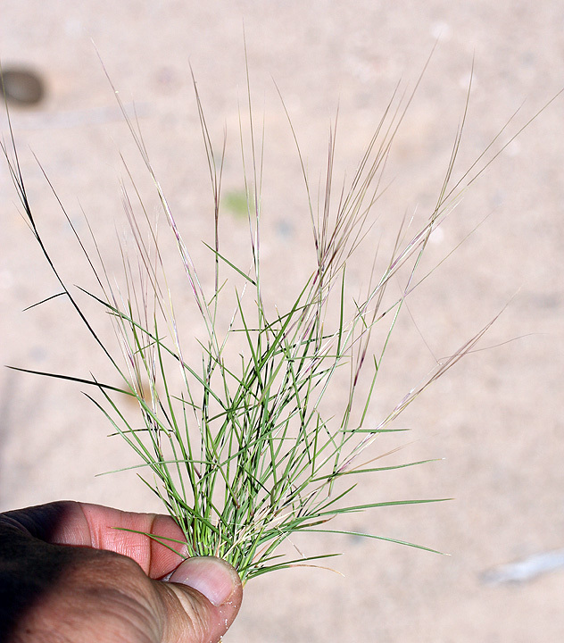 Aristida californica