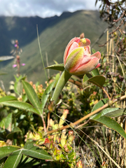 Passiflora mixta, photograph (c) Marina, some rights reserved (CC BY)
