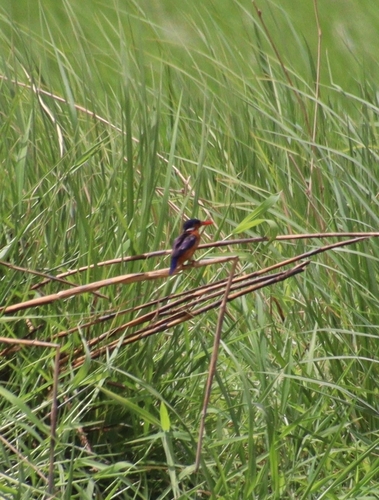 iNaturalist image