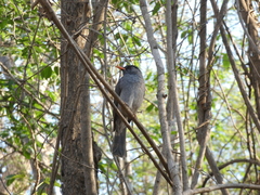 Hypsipetes madagascariensis