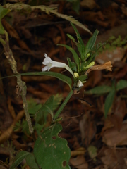 Ruellia terminalis