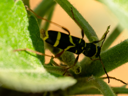 Wasp Beetle