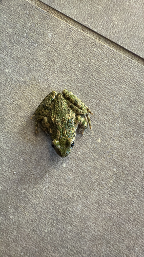 Common Parsley Frog