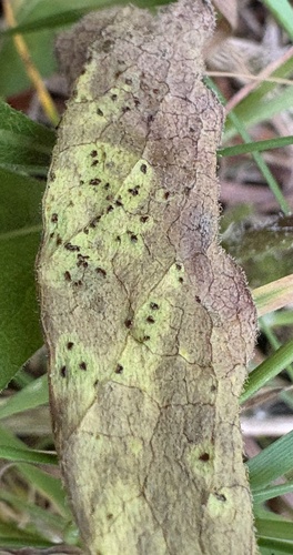 Puccinia calcitrapae observed 2026-06-01