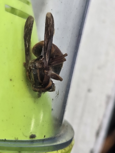 Southern Yellowjacket