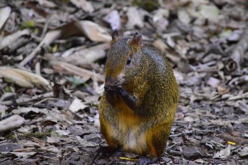 Azara's Agouti, photo 3 of 8