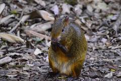 Azara's Agouti photo 3