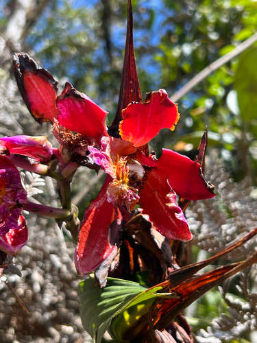 Sobralia dichotoma, photograph 3