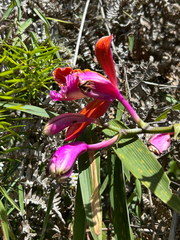 Sobralia dichotoma, photograph (c) Marina, some rights reserved (CC BY)