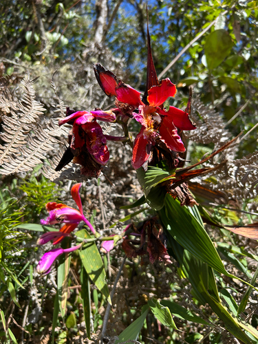 Sobralia dichotoma