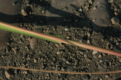 Poa subfastigiata