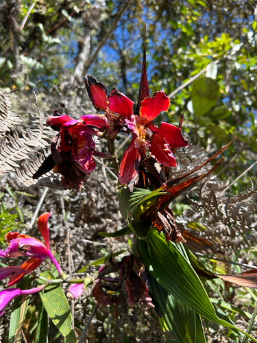 Sobralia dichotoma, photograph 4