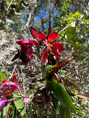 Sobralia dichotoma, photograph (c) Marina, some rights reserved (CC BY)