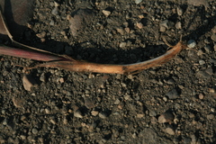 Poa subfastigiata