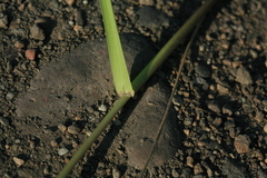 Poa subfastigiata