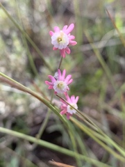Silene burchellii modesta