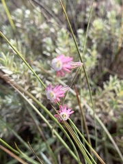Silene burchellii modesta