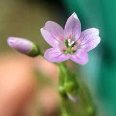 Claytonia parviflora