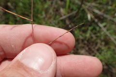 Schedonnardus paniculatus